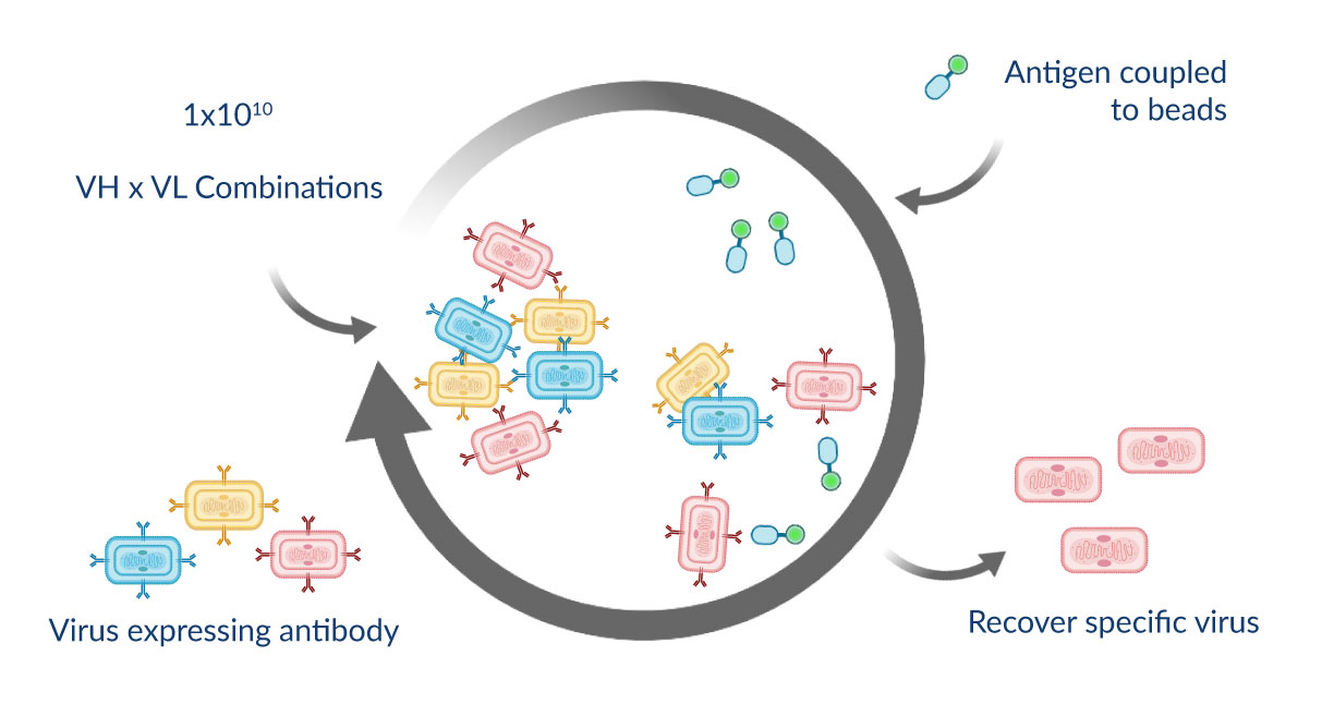 Antibody-Discovery-2