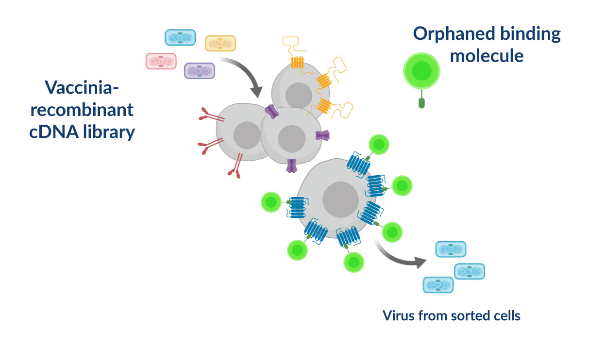 Antigen-Discovery-2