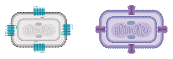 Antigen-Virus-2