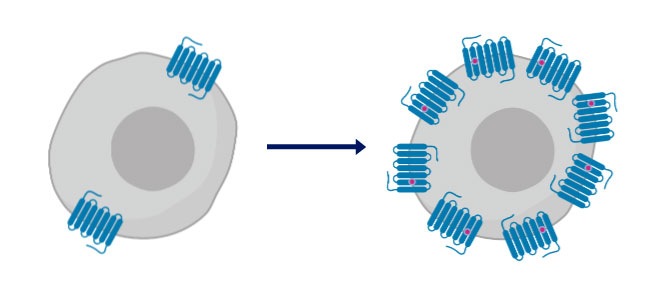 Protein-Optimization-1