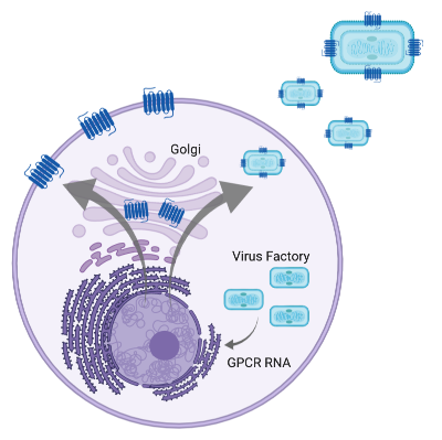 VacciniaLifeCycleGPCR